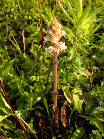 Orobanche hederae